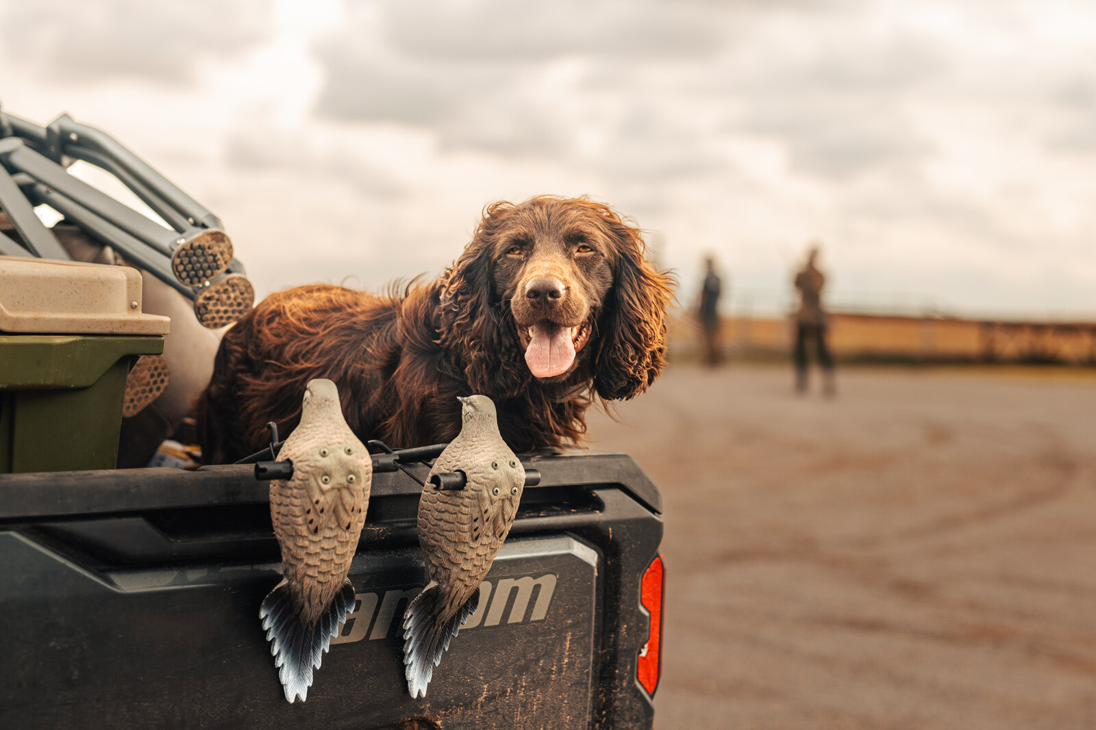 Guy, a Dry Creek dog