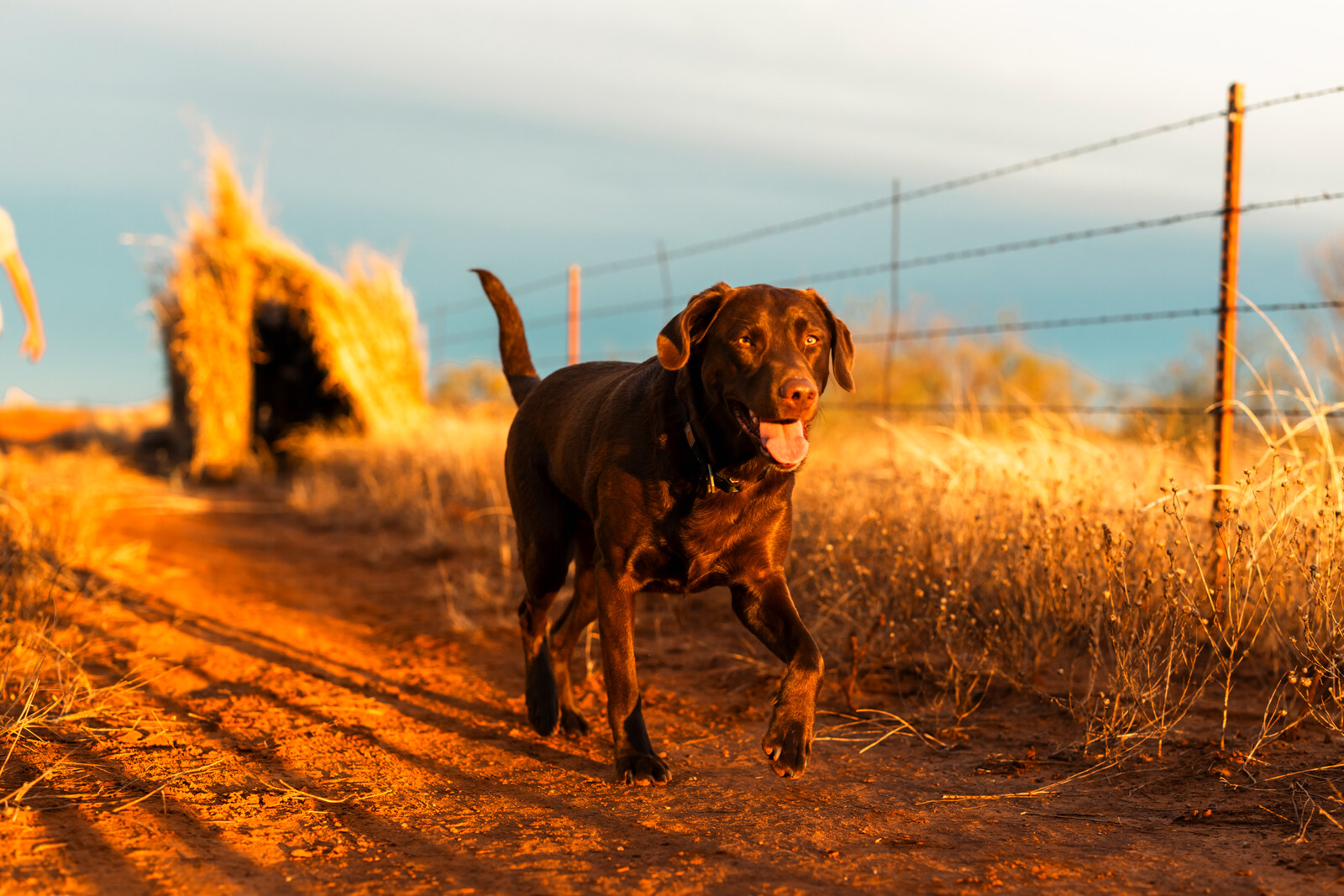 Izzy, a Dry Creek dog