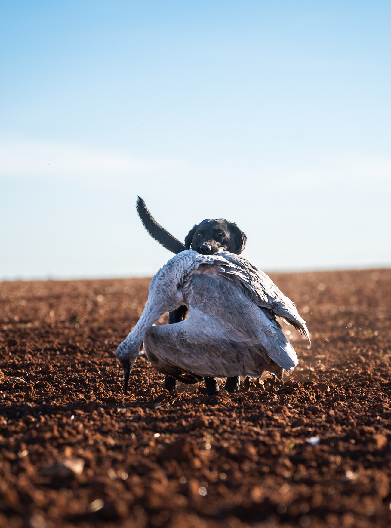 Tessa, a Dry Creek dog