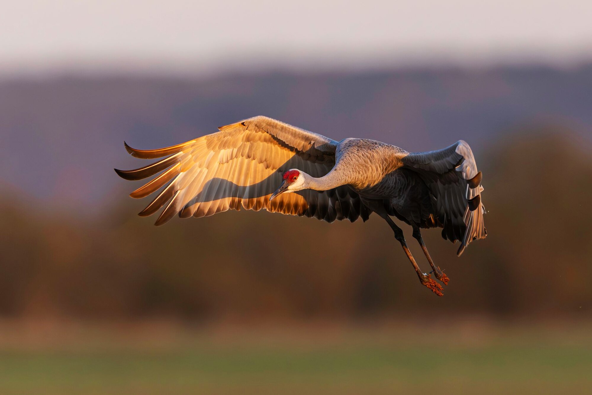 Coming in, a hunt at Dry Creek Outfitters