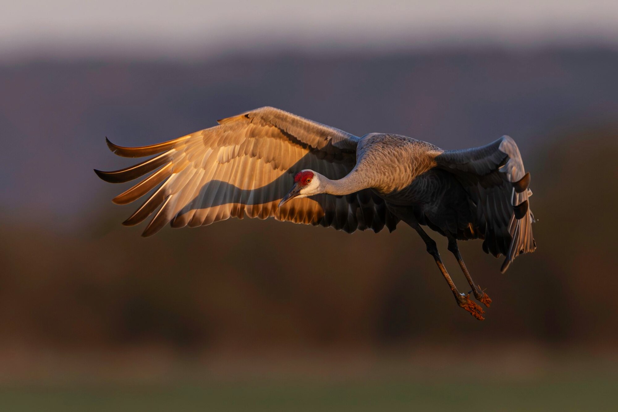 Cranes in the blue, a hunt at Dry Creek Outfitters