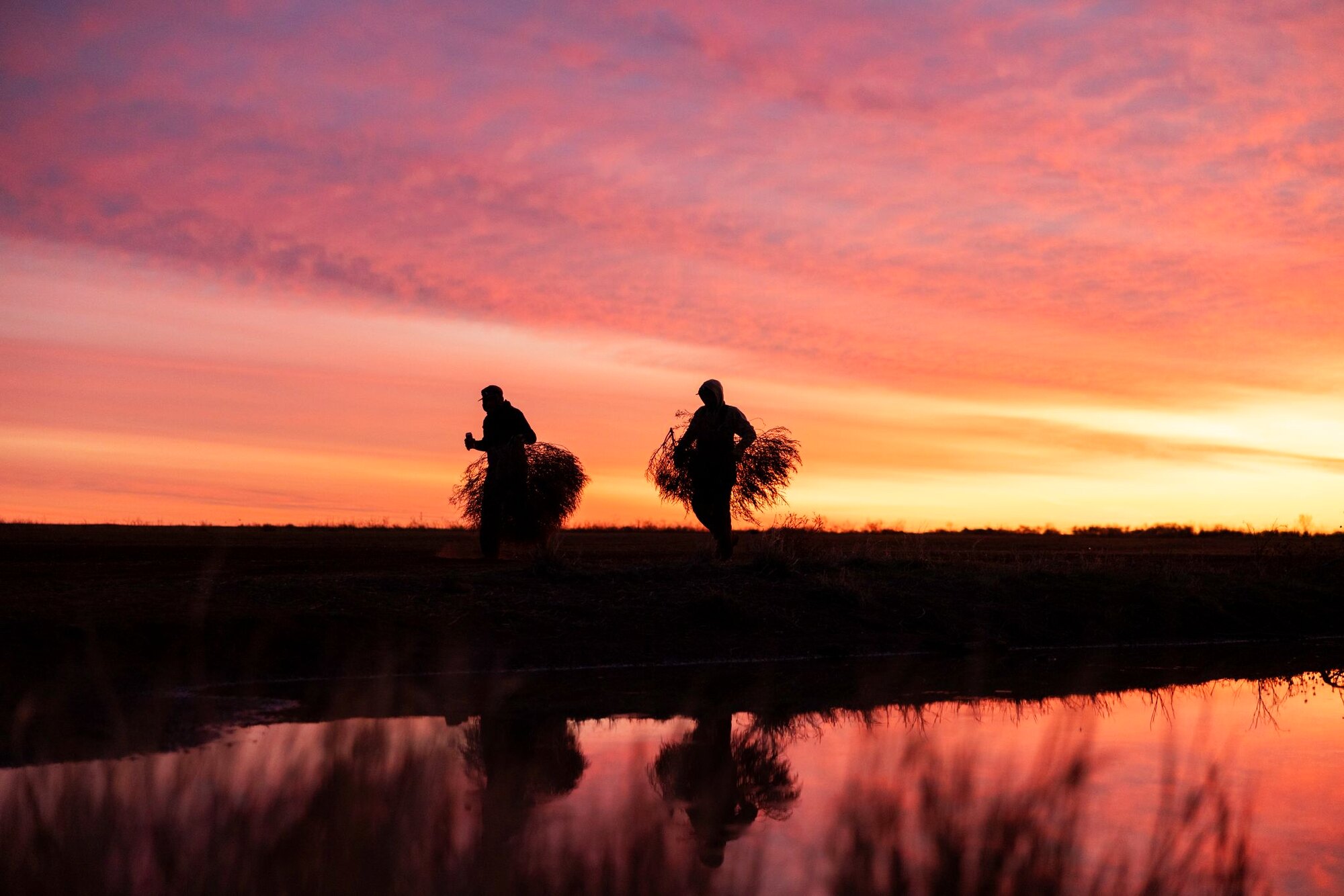 Cranes against the dawn, a hunt at Dry Creek Outfitters