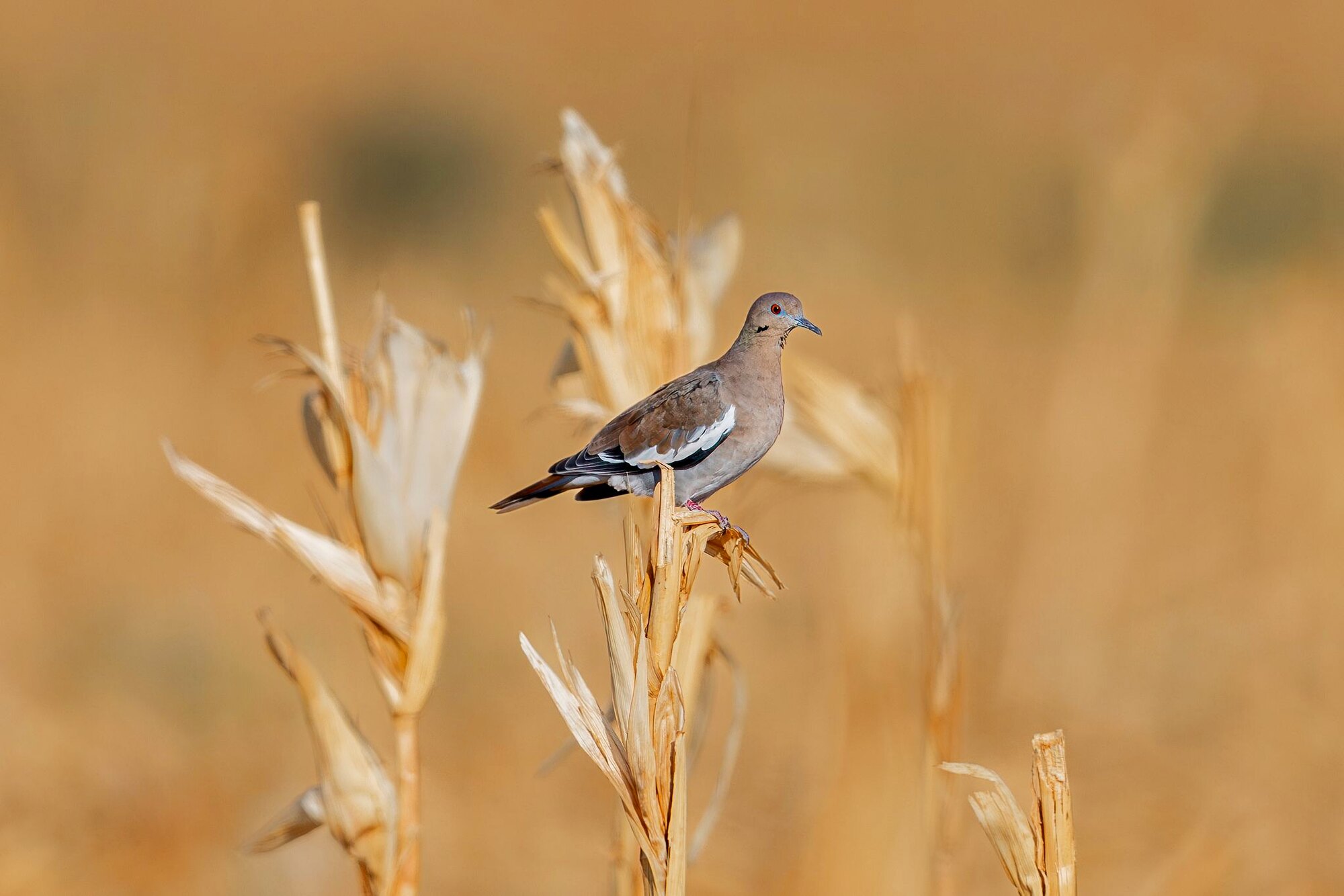Dove over the field, a hunt at Dry Creek Outfitters