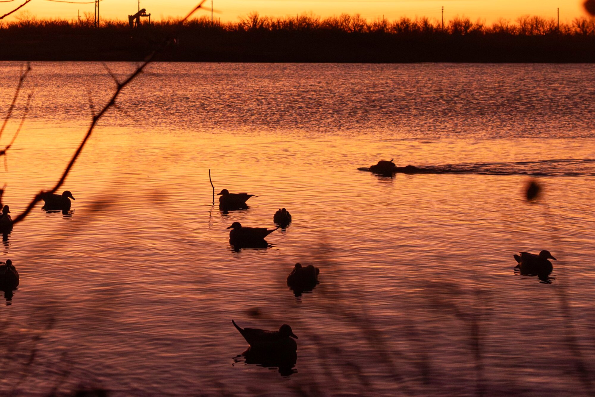 Ducks at last light, a hunt at Dry Creek Outfitters