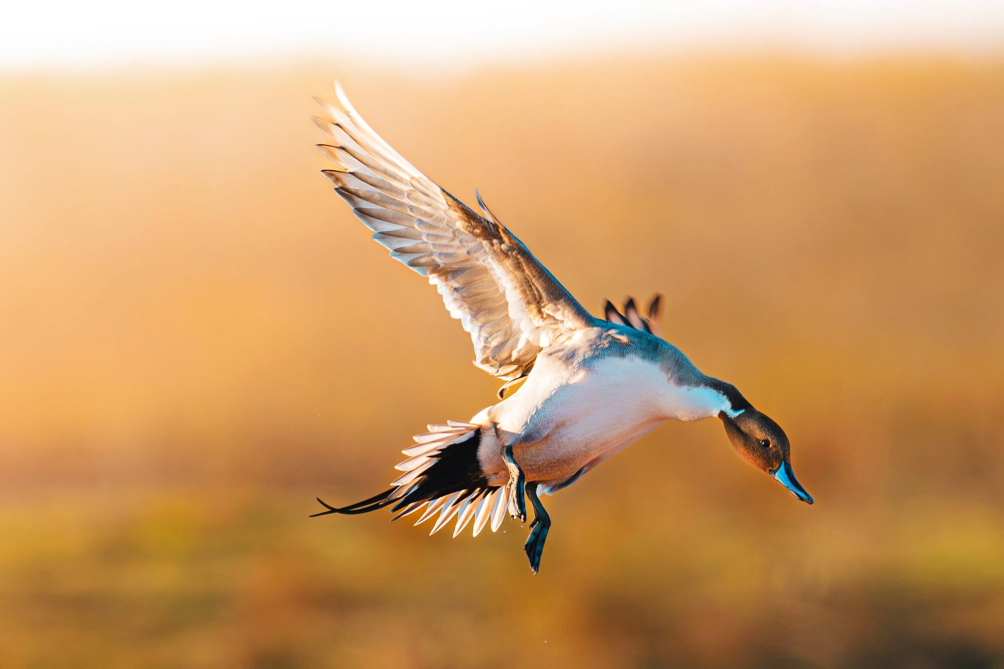 Feet down, a hunt at Dry Creek Outfitters