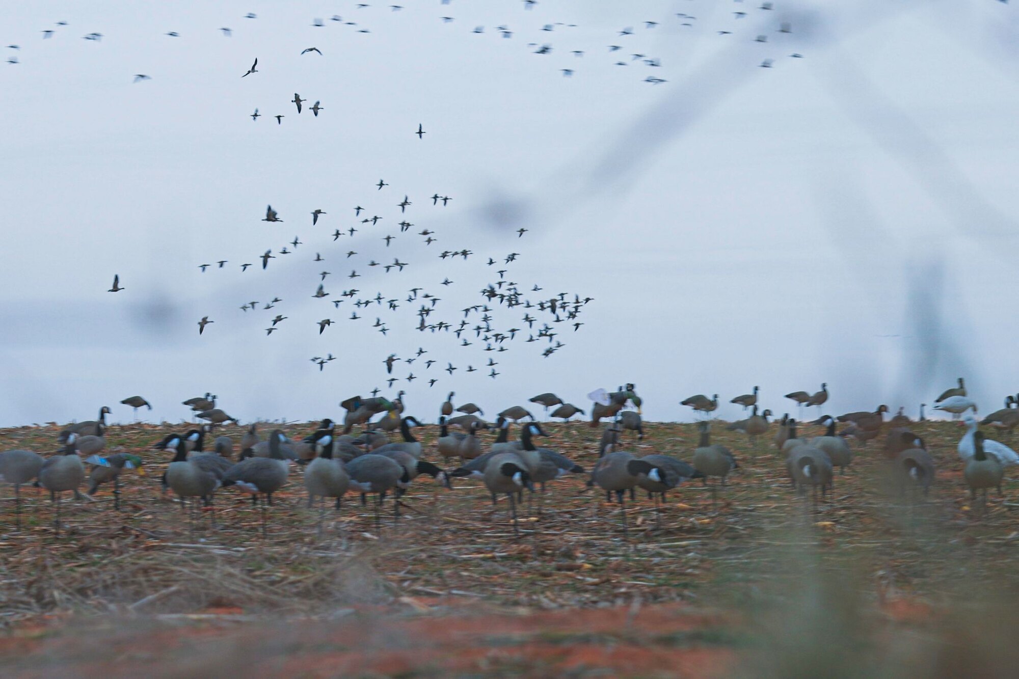 The morning flight, a hunt at Dry Creek Outfitters
