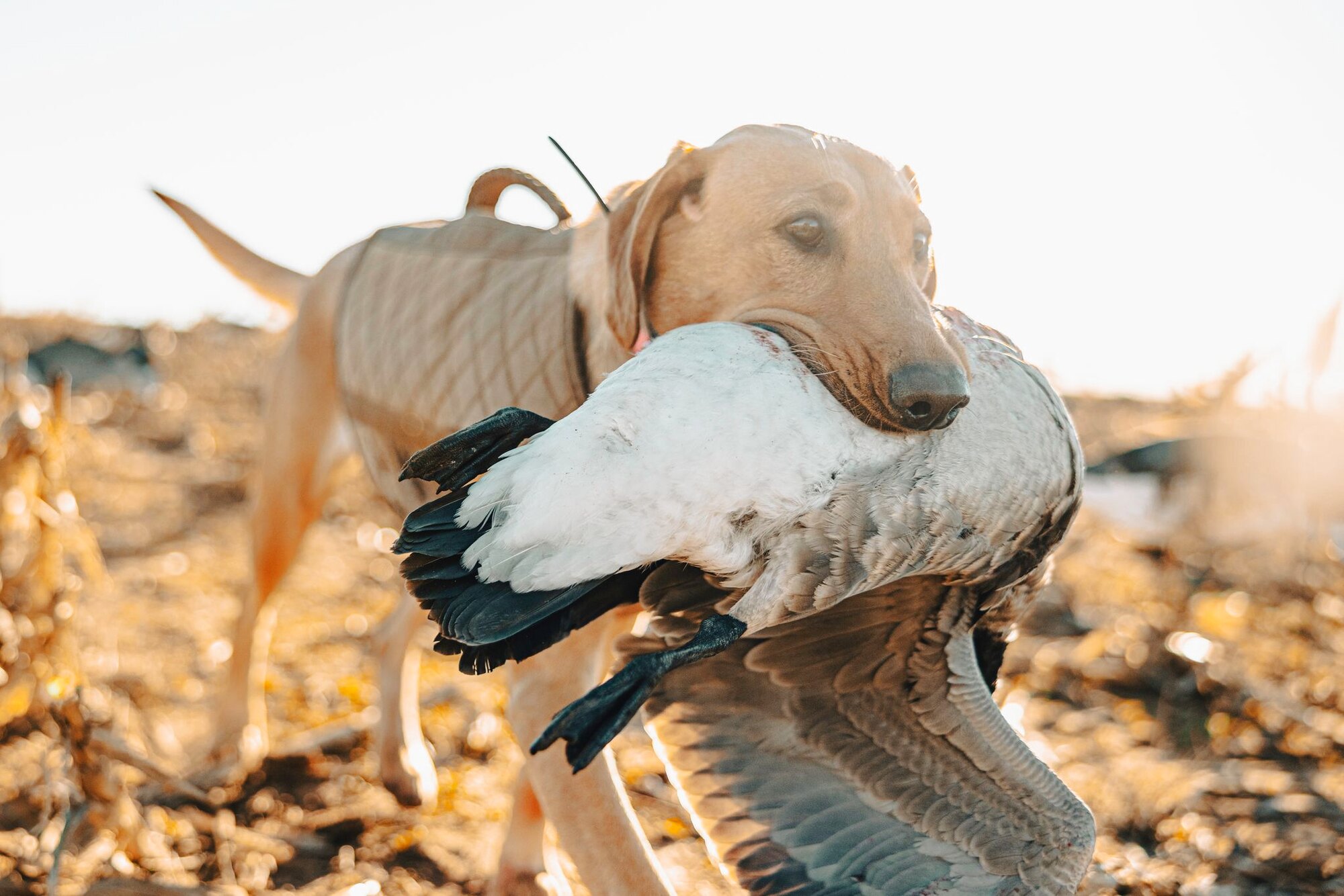 Made for this, a hunt at Dry Creek Outfitters