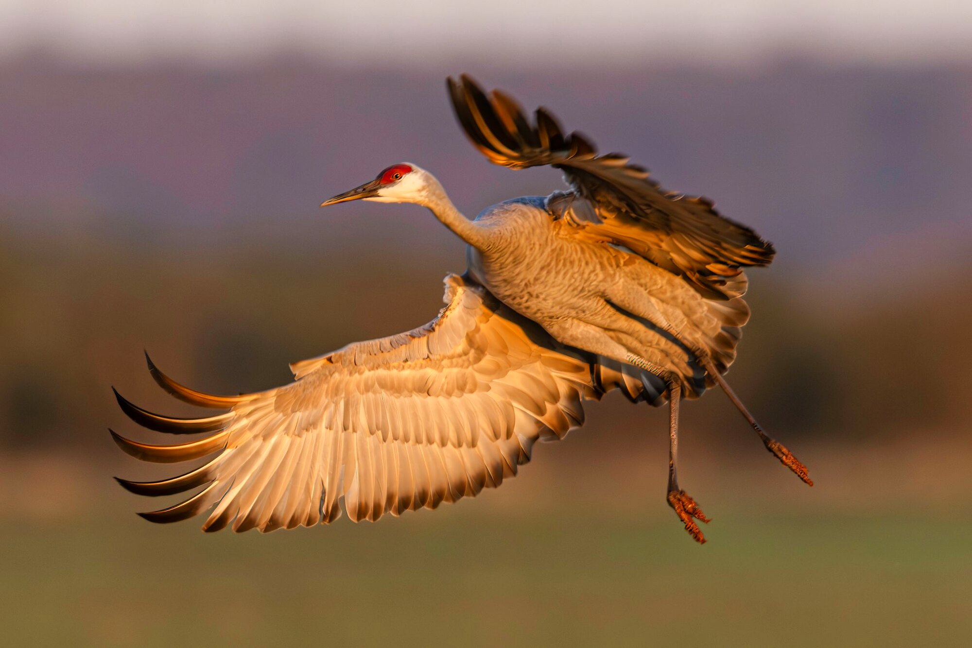A sandhill in hand, a hunt at Dry Creek Outfitters