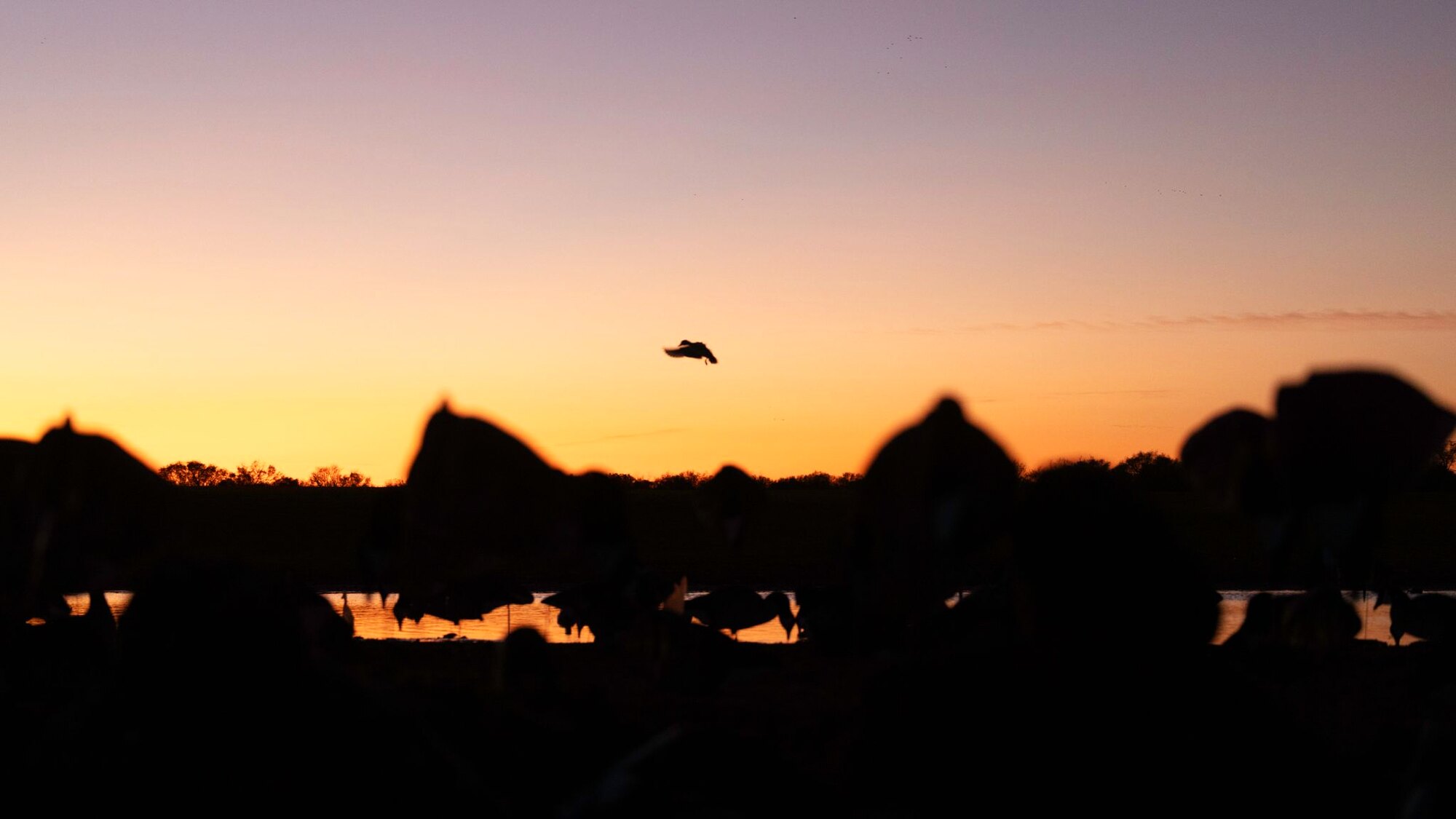 Decoys at last light, a hunt at Dry Creek Outfitters
