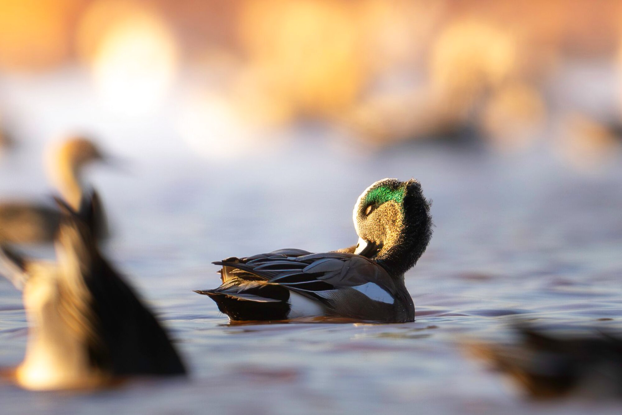 A wigeon on the water, a hunt at Dry Creek Outfitters