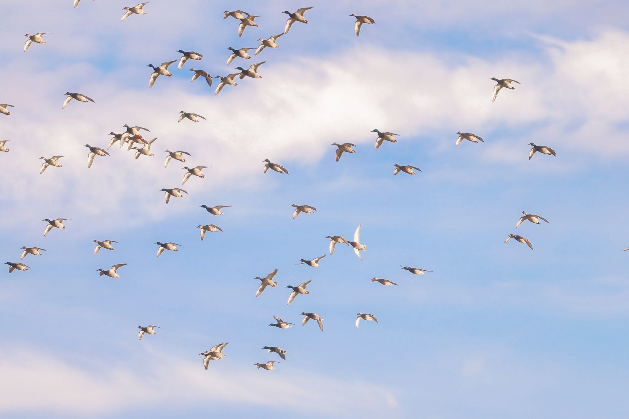 Working the sky, a hunt at Dry Creek Outfitters