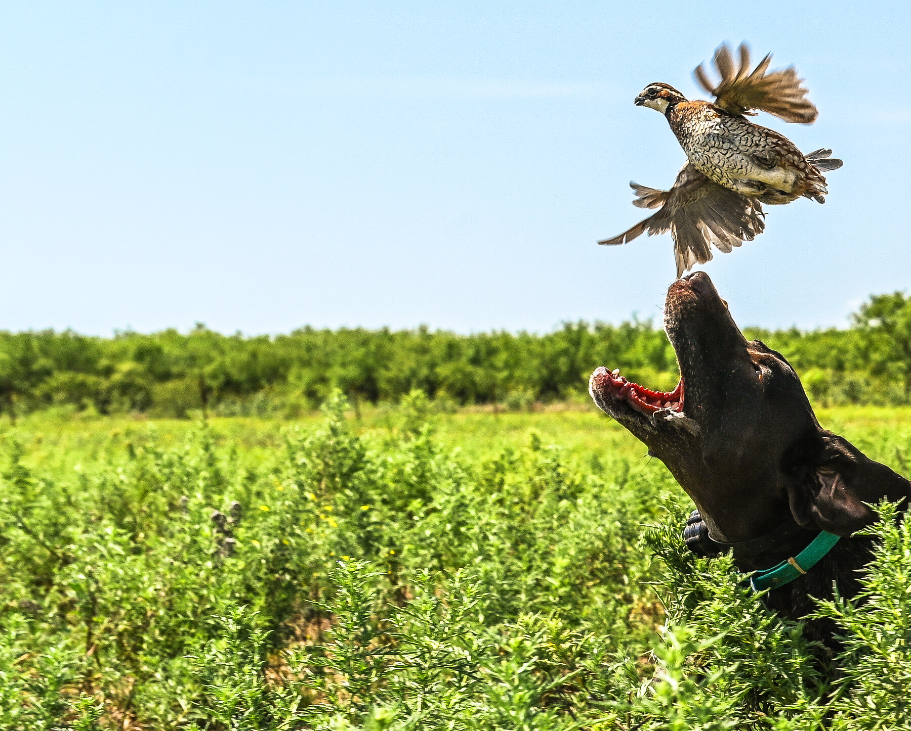 A Dry Creek dog leaping to retrieve a bobwhite quail on an upland hunt