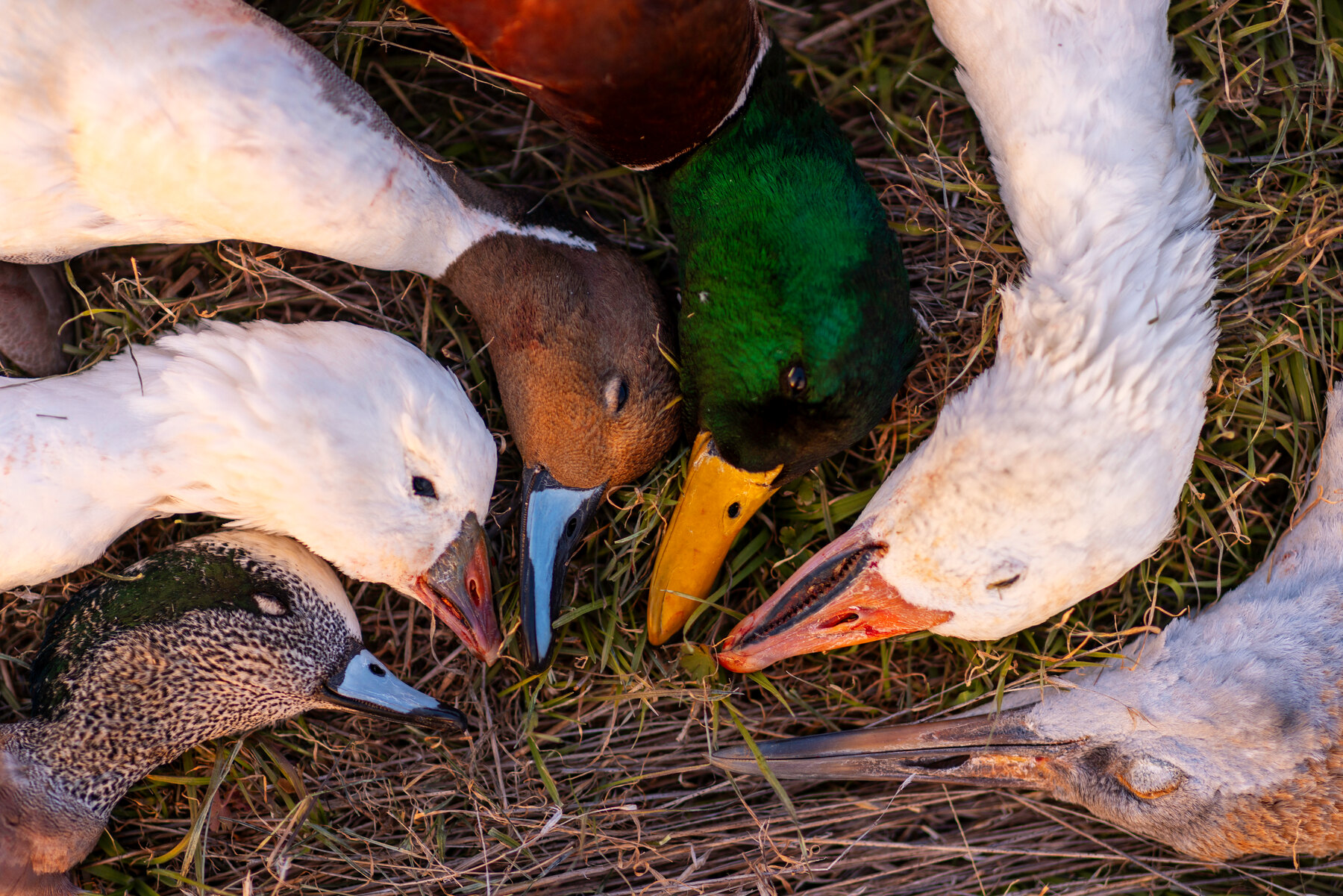 A mixed bag of ducks, geese, and cranes at Dry Creek Outfitters